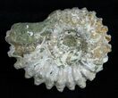 Inch Bumpy Douvilleiceras Ammonite #1972-1